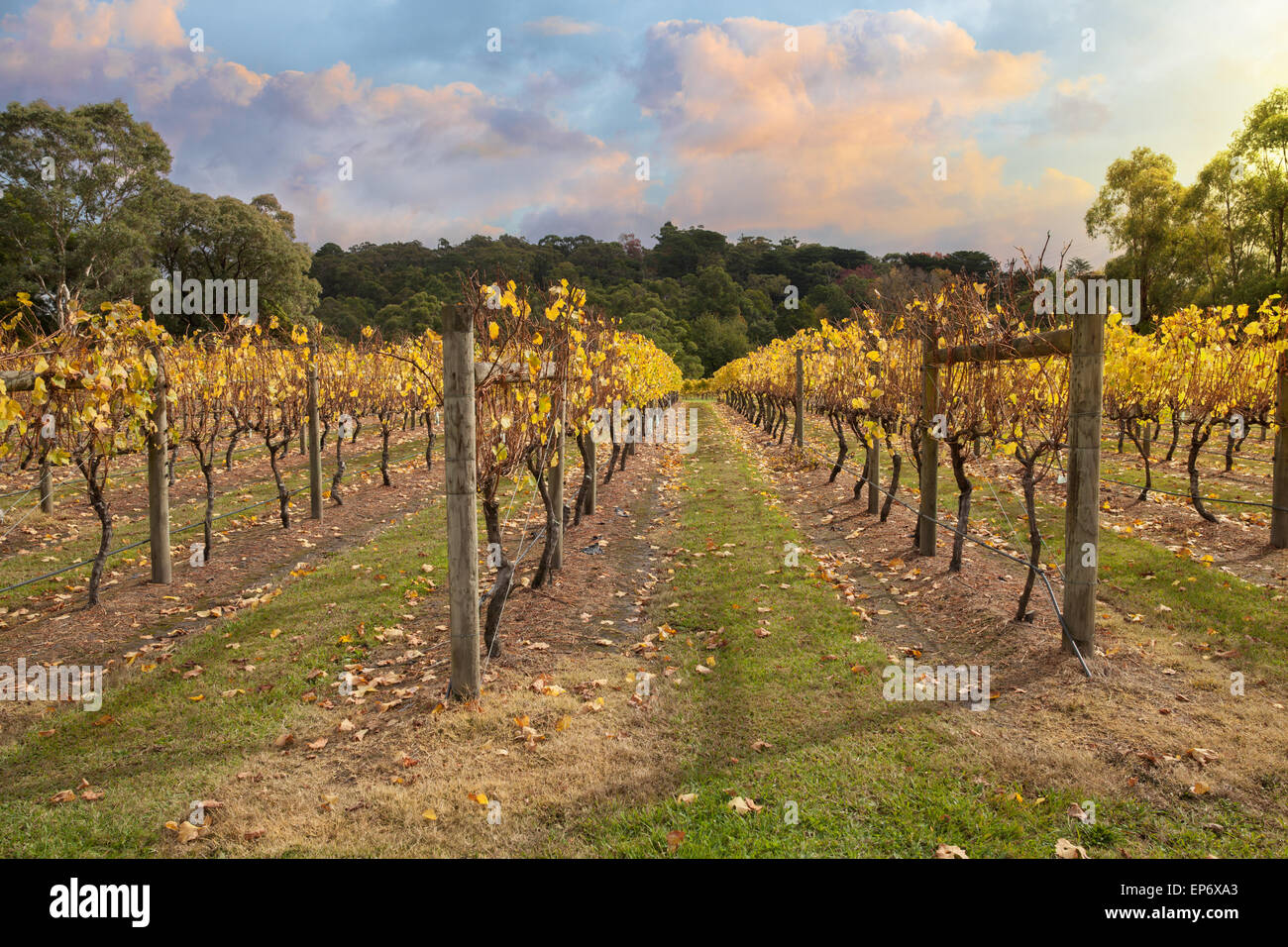 Vignoble dans la vallée de Yarra, Victoria, en Australie à l'automne Banque D'Images