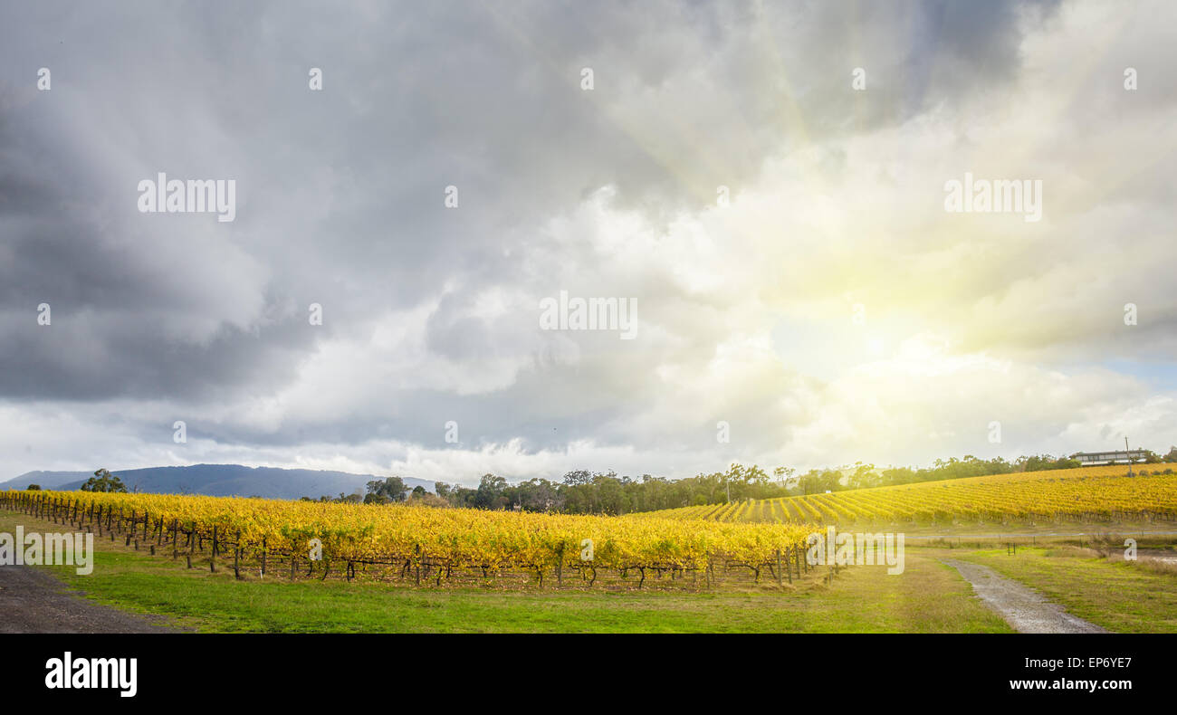 D'interminables rangées de vignes au vignoble dans la région de Yarra Valley, Victoria, en Australie à l'automne Banque D'Images