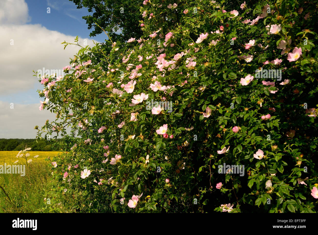 Roses sauvages à côté d'une prairie d'été. Banque D'Images