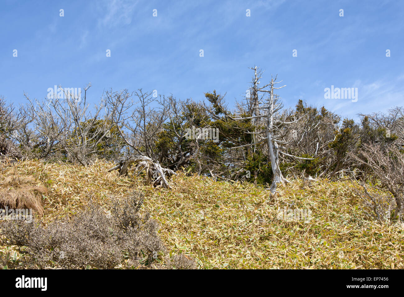 Paysage avec des ifs, vue d'Yeongsil en cours du sentier de montagne Hallasan National Park dans l'île de Jéju, en Corée. Banque D'Images