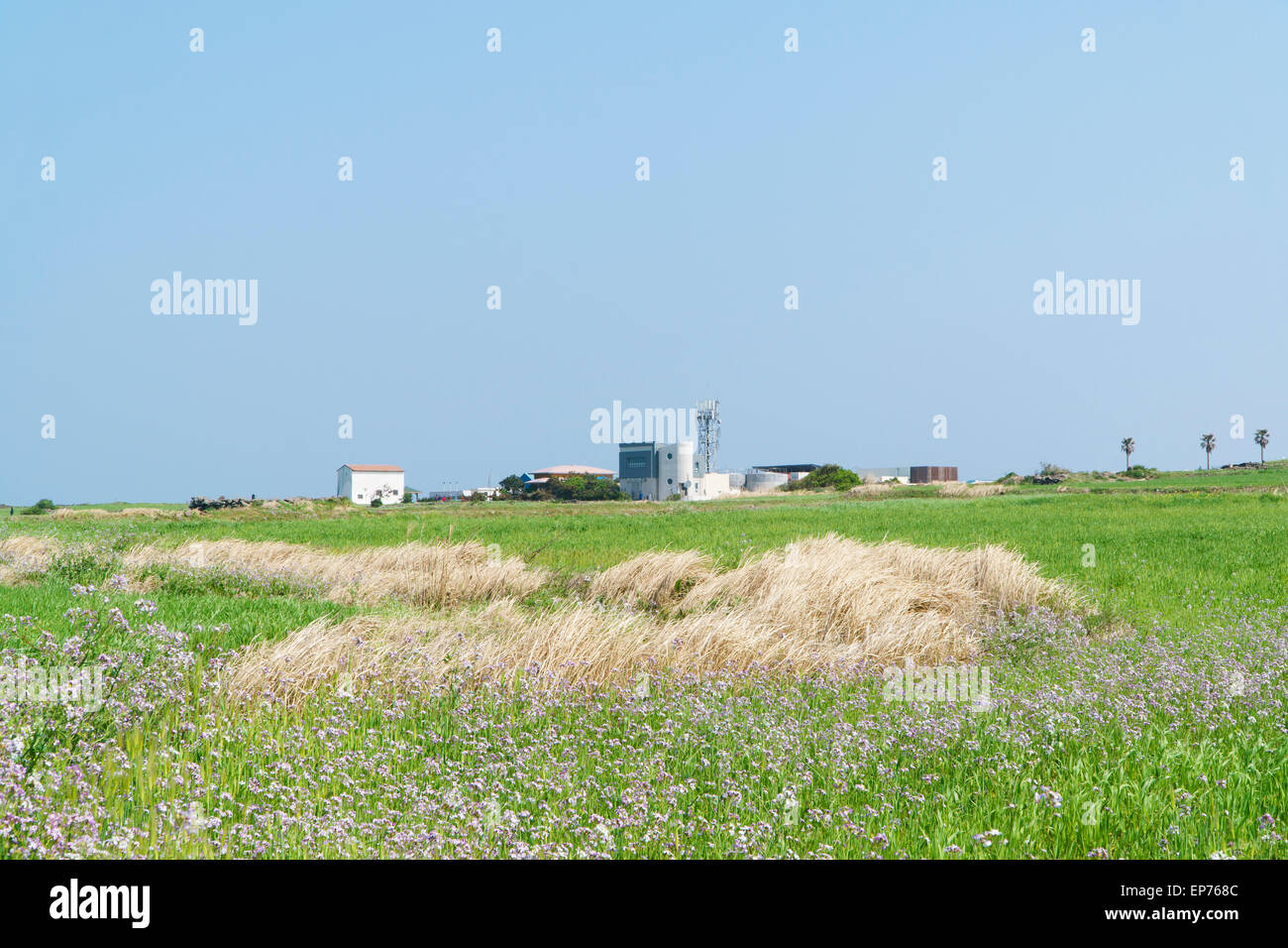Paysage du village de Gapado sur champ d'orge vert et violet fleurs couleur dans Gapado Island l'île de Jeju en Corée. Banque D'Images