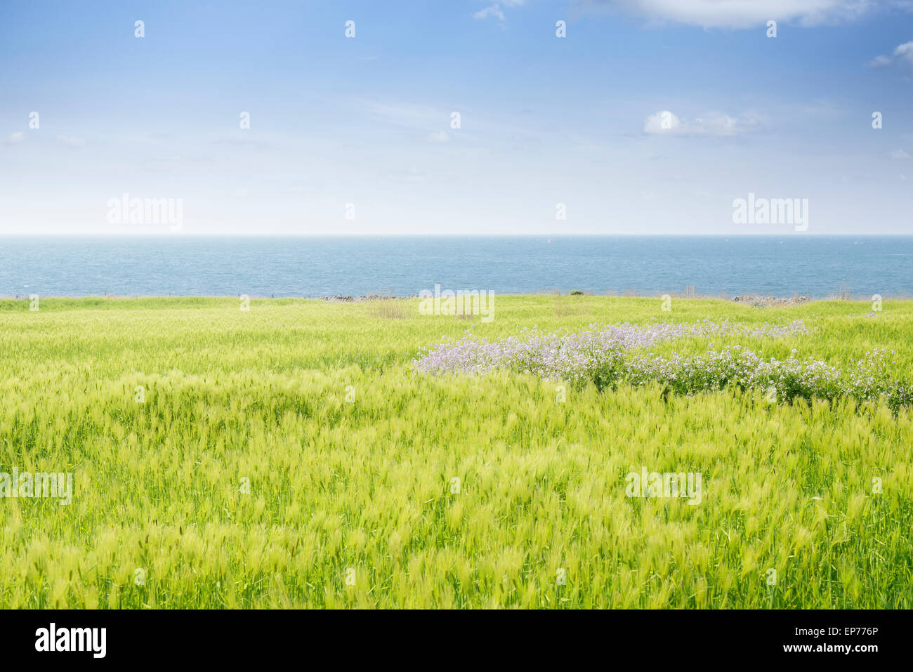 Paysage du champ d'orge verte et l'horizon avec un ciel clair en Gapado Island l'île de Jeju en Corée. Banque D'Images