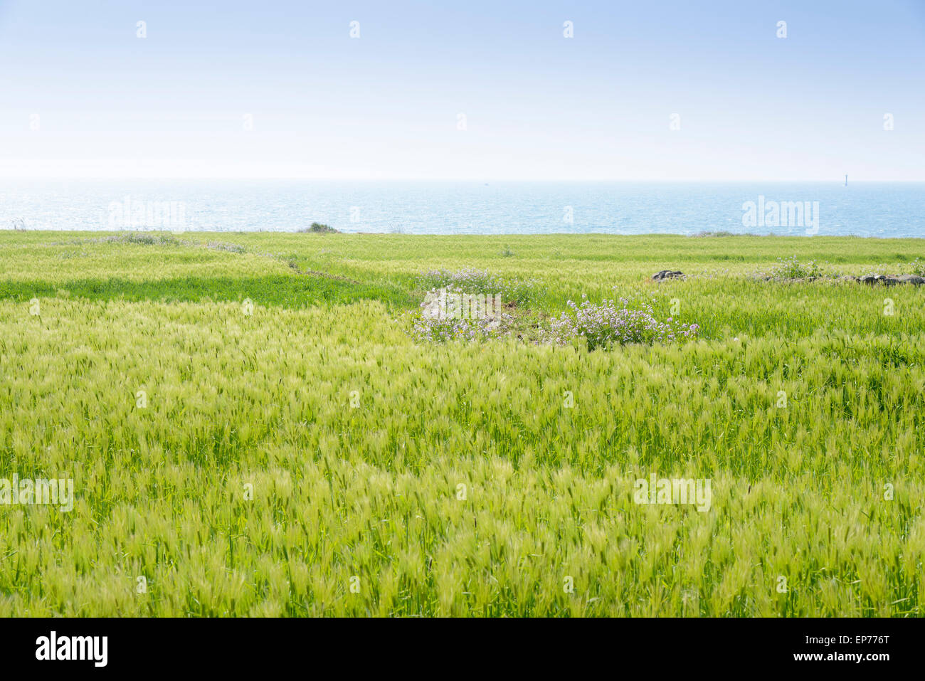 Paysage du champ d'orge verte et l'horizon avec un ciel clair en Gapado Island l'île de Jeju en Corée. Banque D'Images