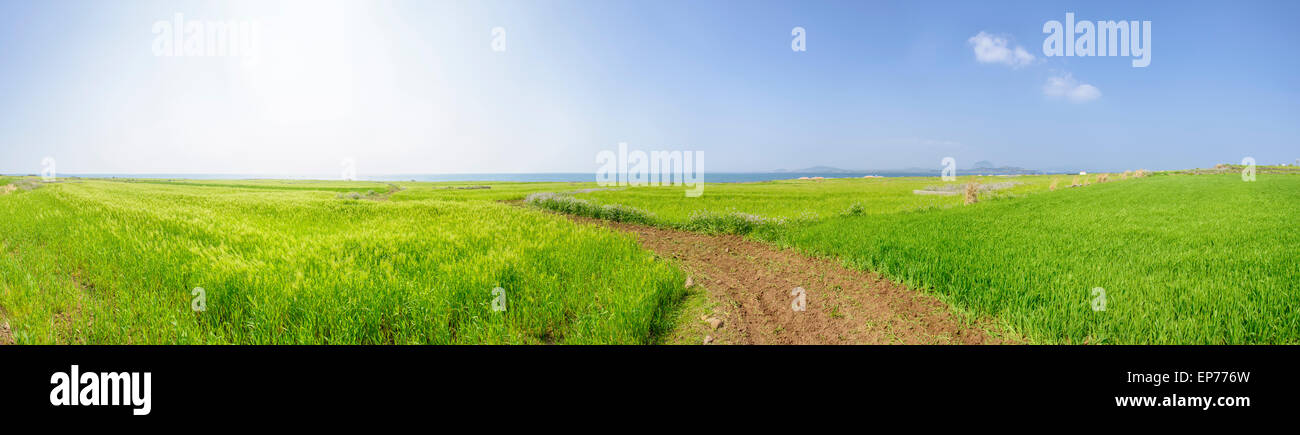 Paysage panoramique du champ d'orge verte et d'horizon avec sentier dans Gapado Island l'île de Jeju en Corée. Banque D'Images