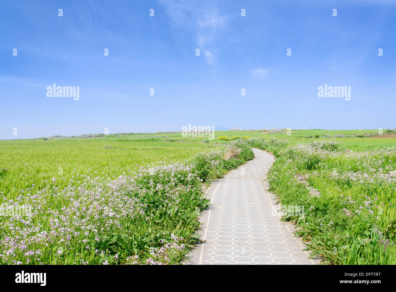 Paysage du champ d'orge verte et Olle trail avec ciel clair dans Gapado Island l'île de Jeju en Corée. Banque D'Images