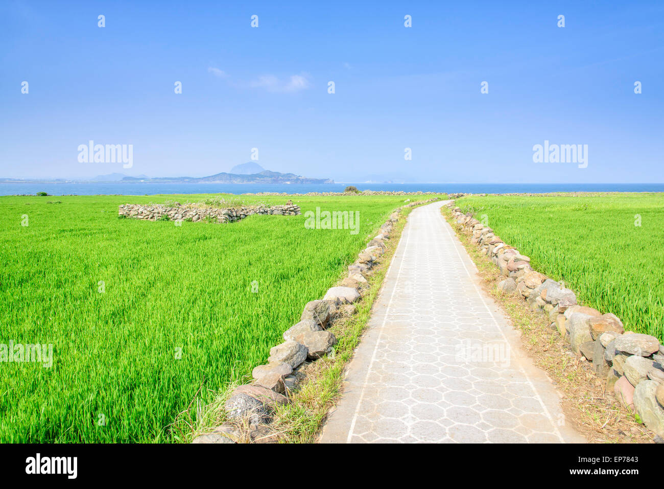 Paysage du champ d'orge verte et Olle trail avec ciel clair dans Gapado Island l'île de Jeju en Corée. Banque D'Images