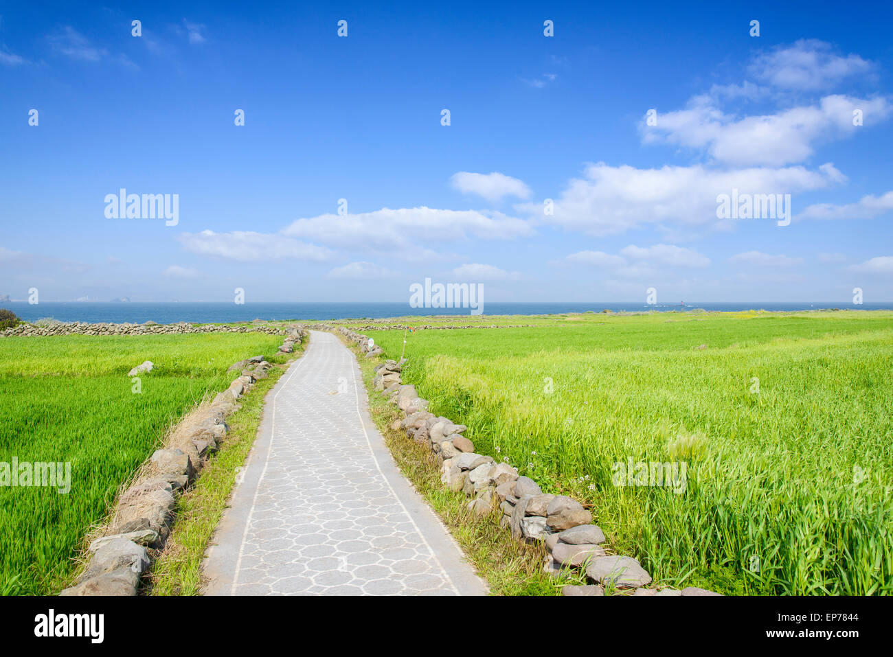 Paysage du champ d'orge verte et Olle trail avec ciel clair dans Gapado Island l'île de Jeju en Corée. Banque D'Images