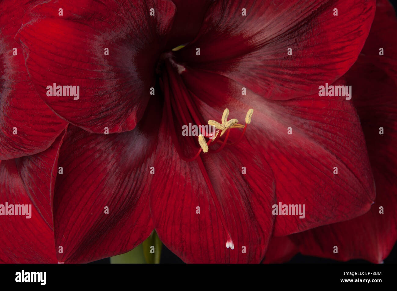 Close up d'amaryllis rouge foncé avec étamines jaune Banque D'Images Close up d'amaryllis rouge foncé avec étamines jaune Banque D'Images