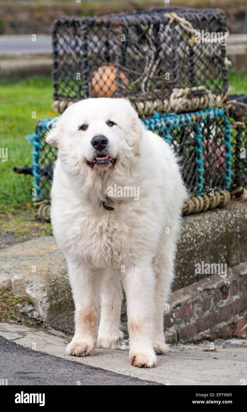 Grand chien blanc des Grands Pyrénées, chien de montagne pyrénéen, debout devant les pots de homard au port de Porthgain, Pembrokeshire, pays de Galles, Royaume-Uni en mai Banque D'Images