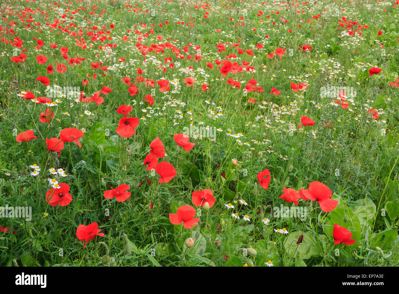 Coquelicots rouges communs (Papaver rhoeas) dans un pays de plus en plus terrain avec fleurs Camomille (Matricaria perforata) en été. Angleterre Royaume-uni Grande-Bretagne Banque D'Images