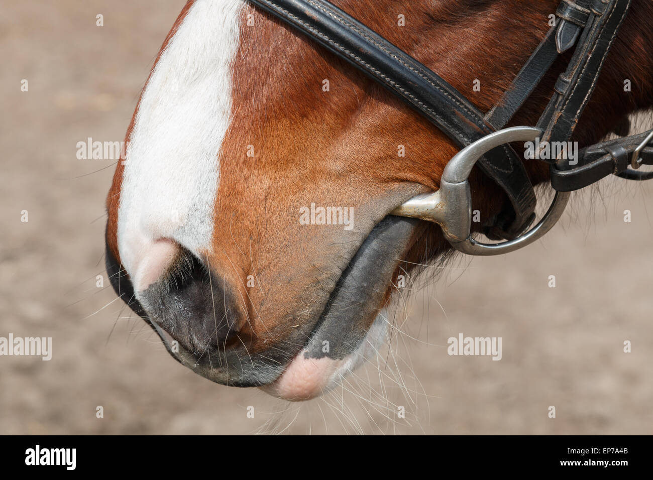 Close up d'un cheval dont la bouche bouche moustaches et un mors Banque D'Images