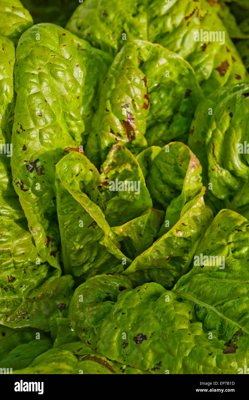 Lactuca sativa 'Freckles' lettuce Banque D'Images