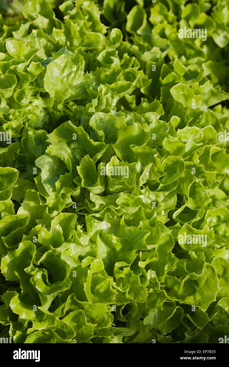 Lactuca sativa 'Toute l'année' Banque D'Images