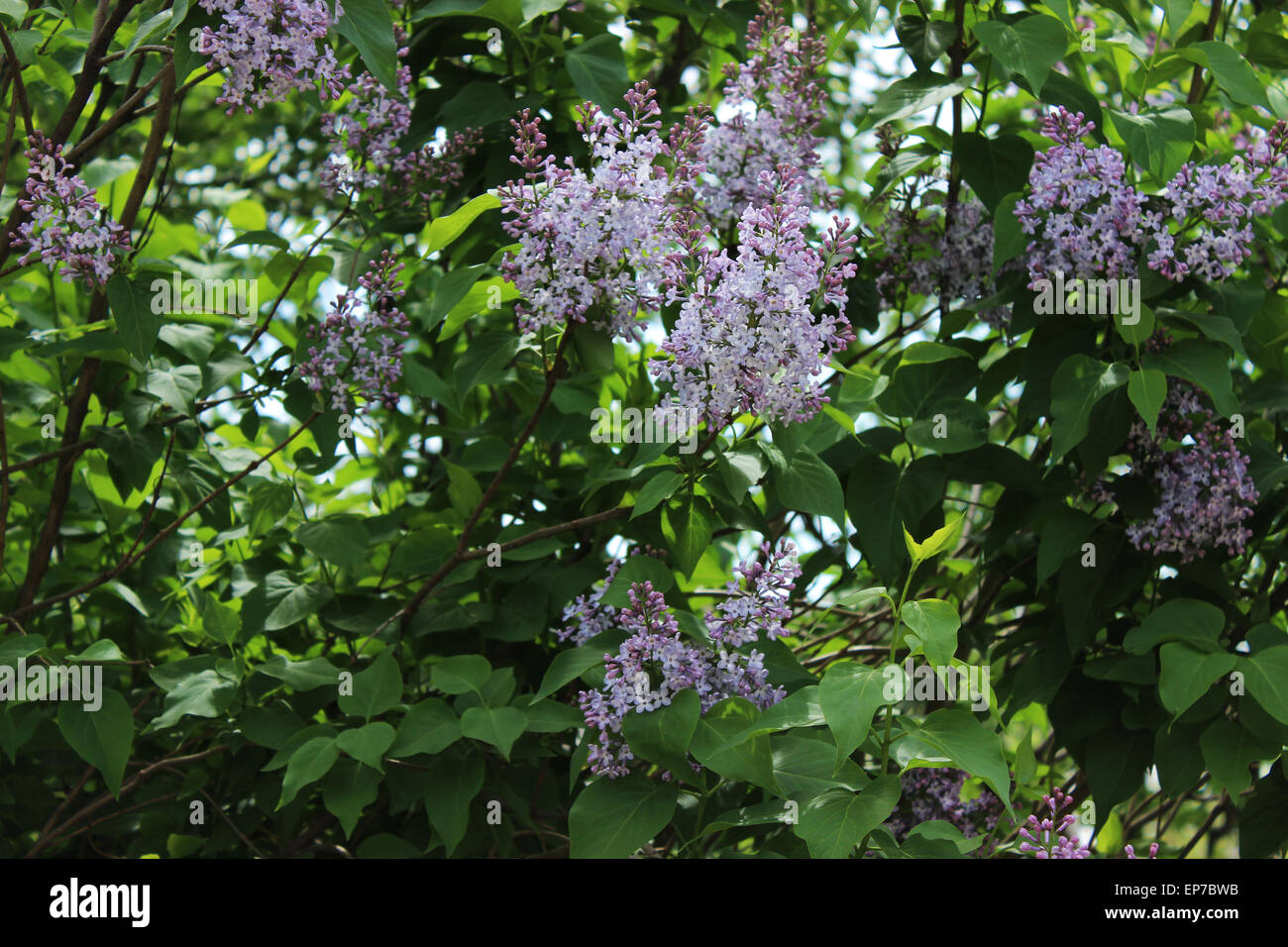 Arbre de lilas Banque D'Images