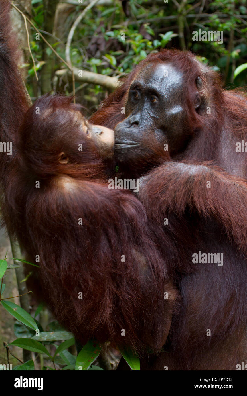 La mère et le bébé orang-outan comportement la famille Banque D'Images