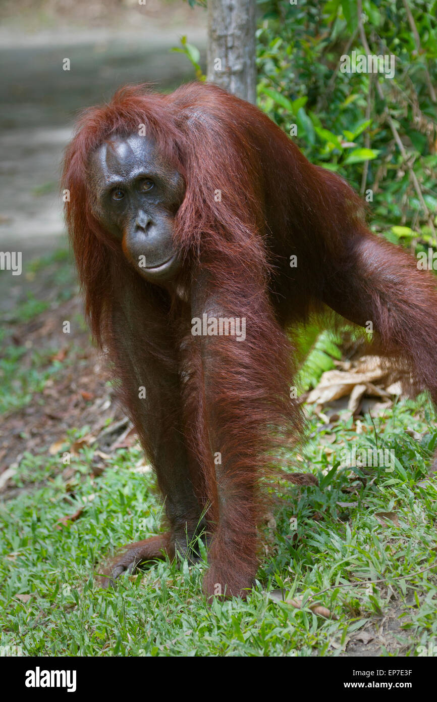 L'orang-outan à joue gros pads Banque D'Images