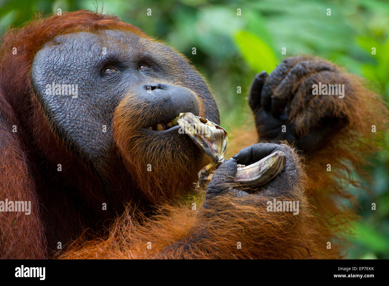 Grand mâle orang-outan à joue pads Banana Manger Banque D'Images