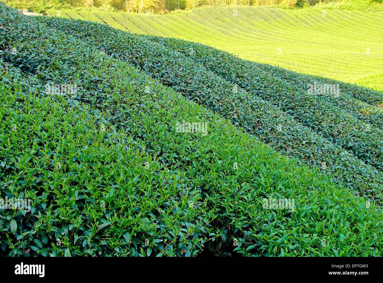 La plantation de thé à la ferme du centre de Taïwan Banque D'Images
