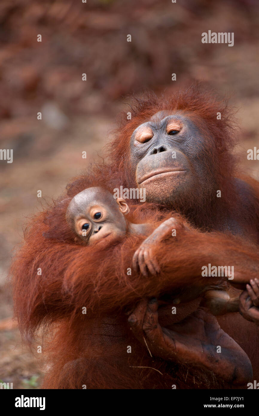 La mère et le bébé orang-outan comportement la famille Banque D'Images