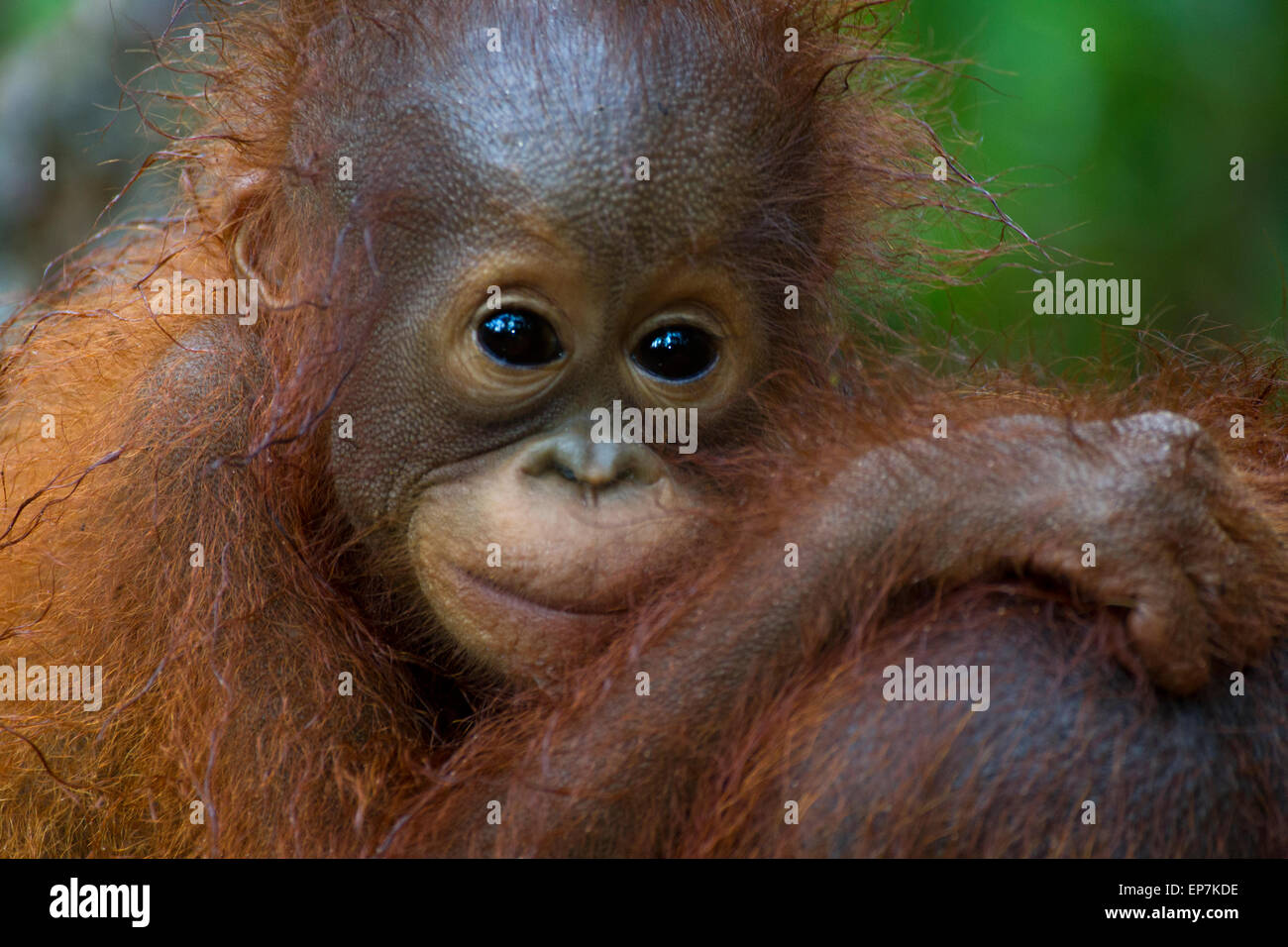 Bébé orang-outan au jeune âge Banque D'Images