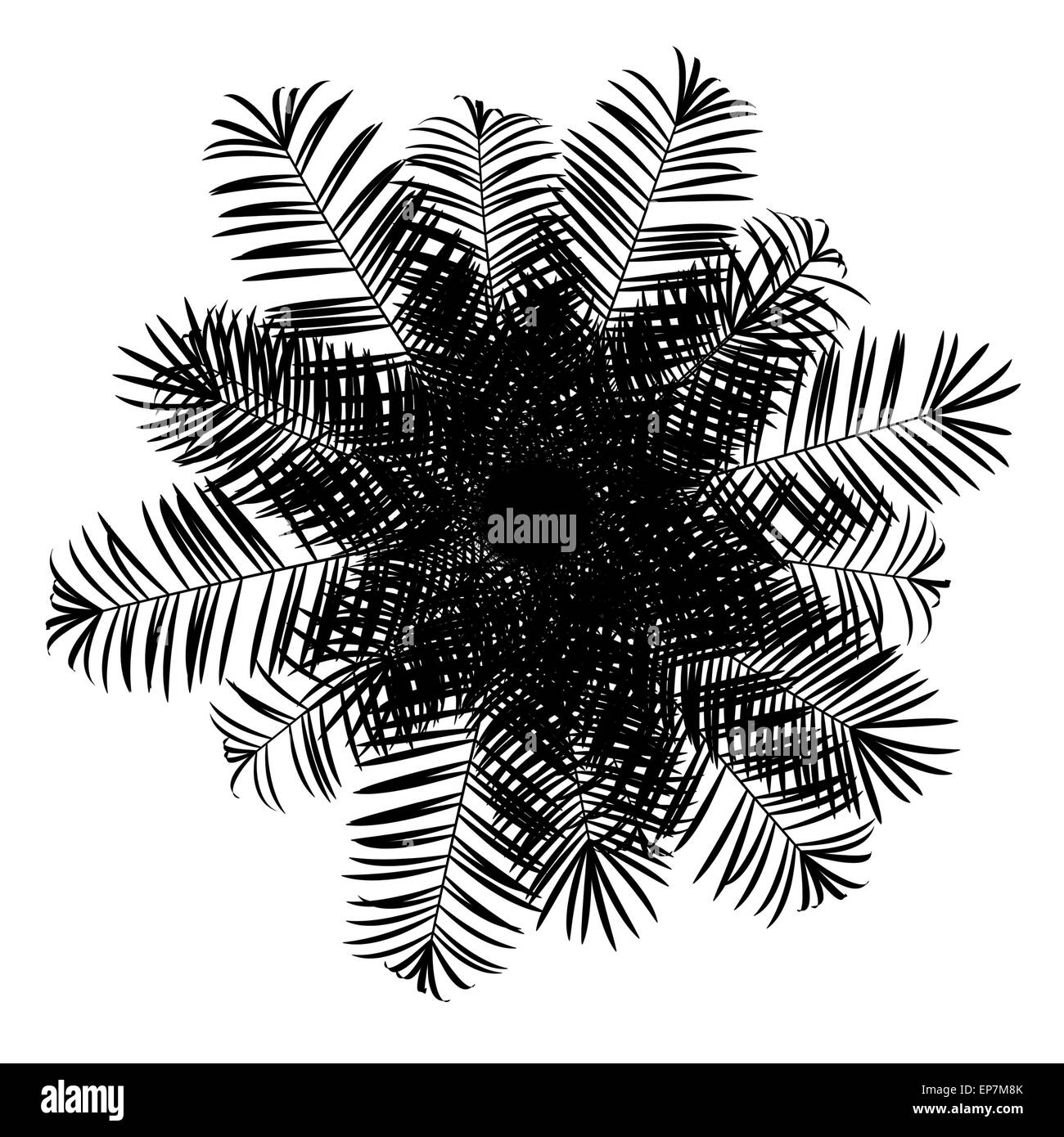 Vue supérieure de la silhouette de sugar palm tree isolated Banque D'Images