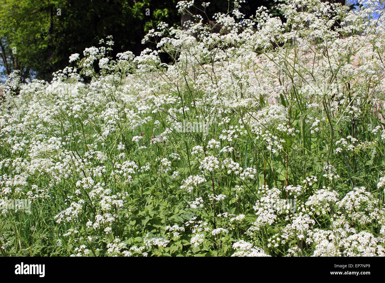 Anthriscus Sylvestris Ombelliferae Banque De Photographies Et D images anthriscus-sylvestris-ombelliferae-banque-de-photographies-et-d-images