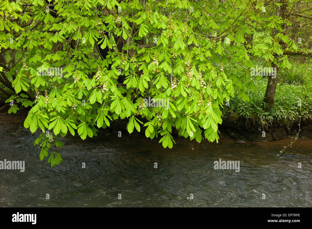 Nouveau feuillage et fleurs de printemps sur un arbre Marronnier - Aesculus hippocastanum, sur les rives de la rivière Harborne, Devon Banque D'Images