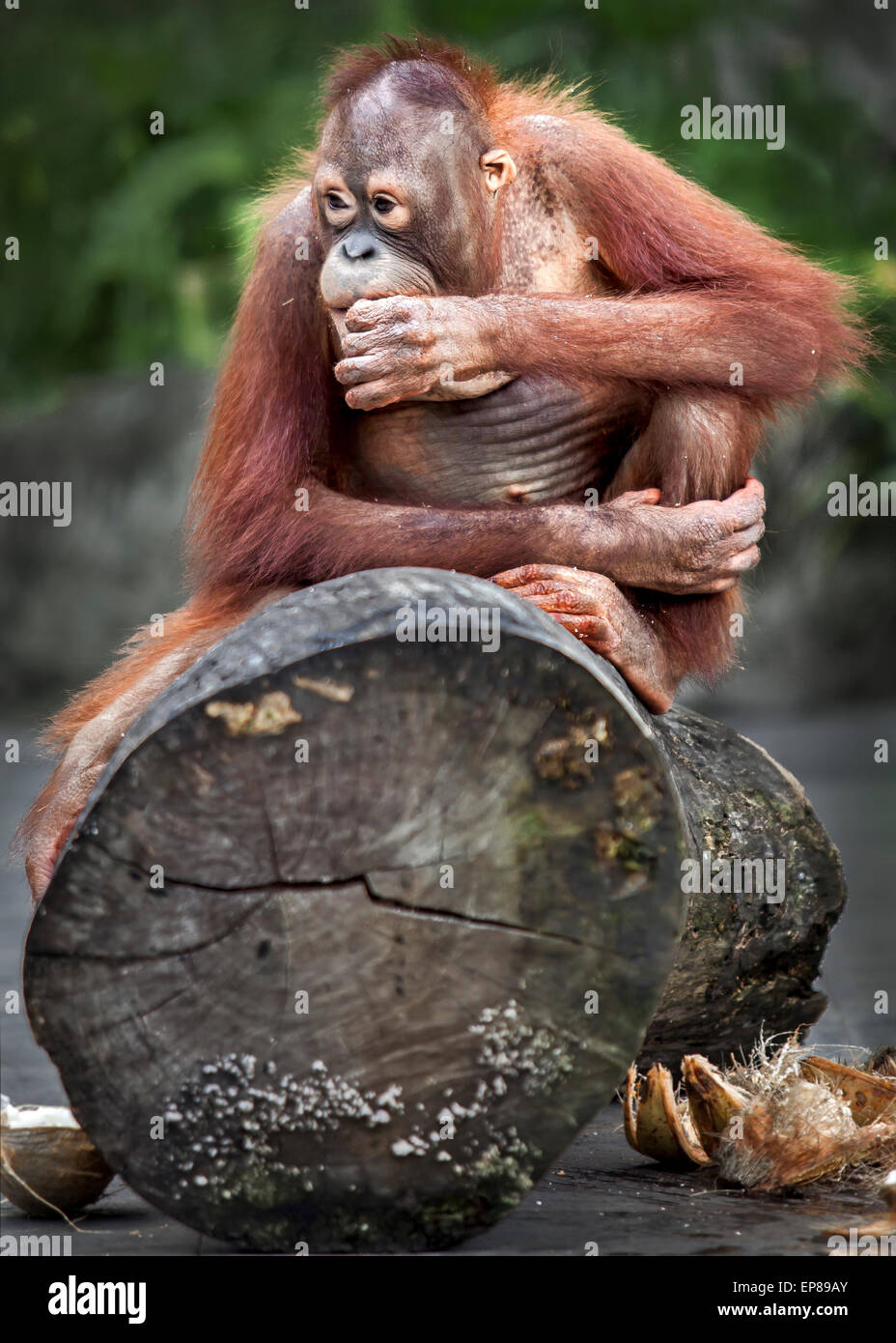 Orang-outan assis sur des poutres en bois Banque D'Images