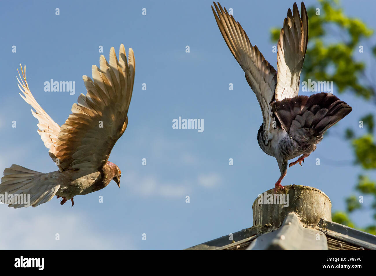 Mai 2015, battant les pigeons à Zurich (Suisse), motion blur Banque D'Images