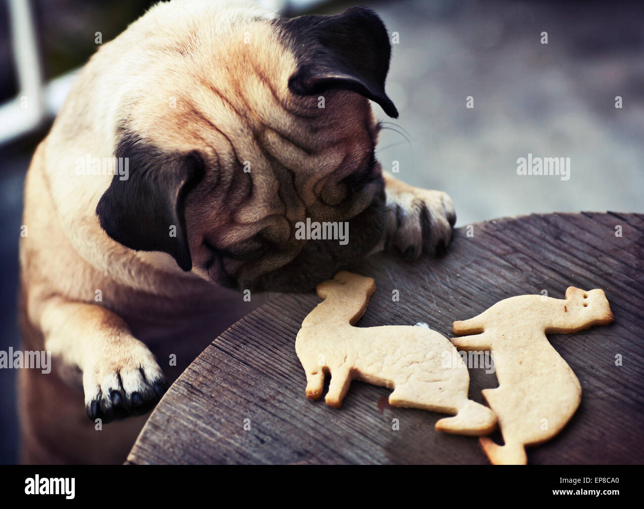Beau mâle Carlin chiot dévoilage de cookies en forme d'un furet sur un arrière-plan de table en bois Banque D'Images
