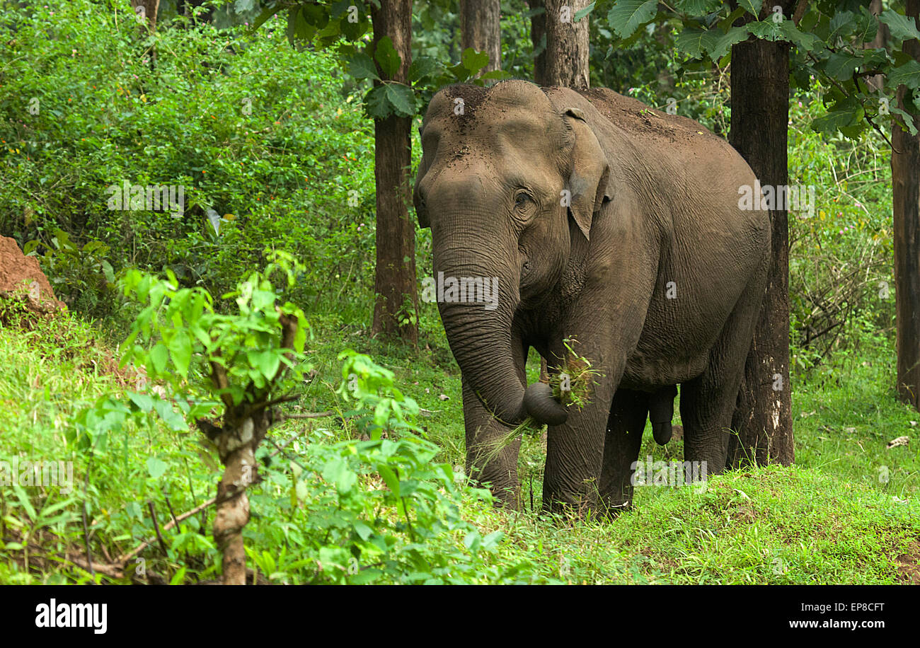 L'éléphant d'Asie sauvage Banque D'Images