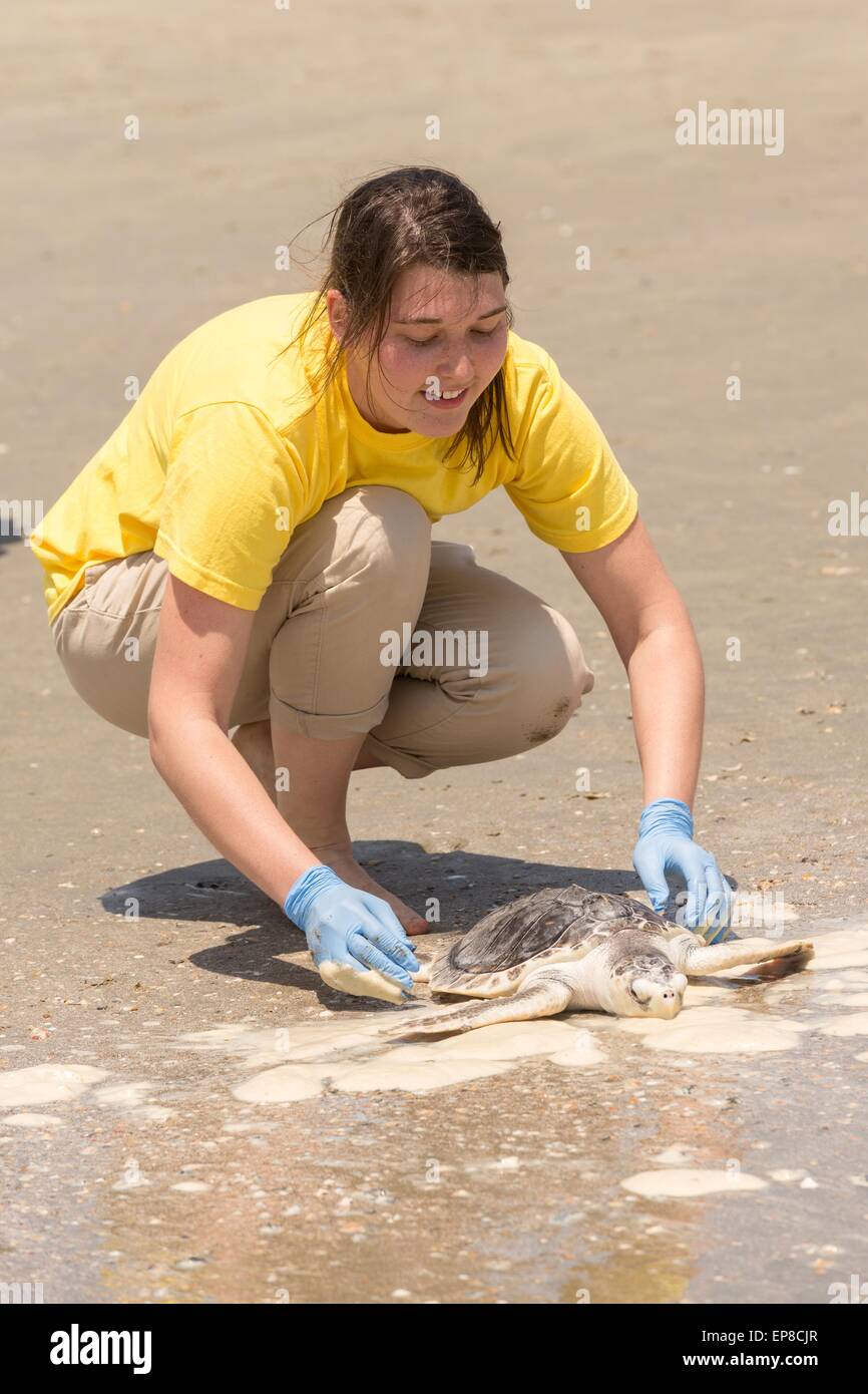 Charleston, Caroline du Sud, USA. 14 mai, 2015. Un bénévole renvoie un réhabilité tortue de Kemp tortue de mer dans l'océan Atlantique au cours de la sortie de l'a secouru les tortues de mer 14 Mai 2015 à Isle of Palms, Caroline du Sud. Les tortues ont été secourus le long de la côte et réhabilité par l'hôpital des tortues de mer à l'Aquarium de la Caroline du Sud à Charleston. Banque D'Images