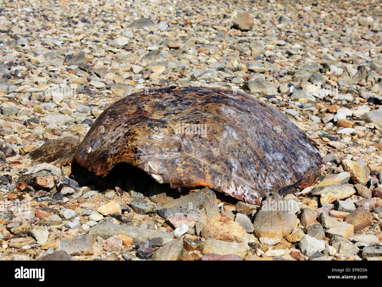 Turtle shell trouvés sur la plage sur l'île Thursday Torres Straits Australie Banque D'Images