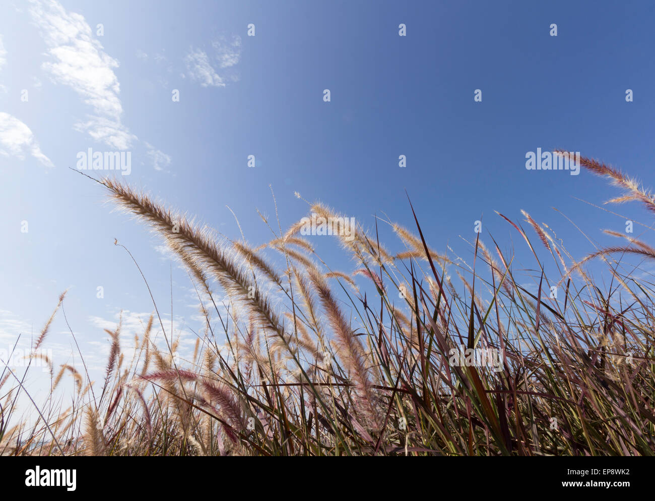 L'herbe de la pampa avec ciel bleu Banque D'Images