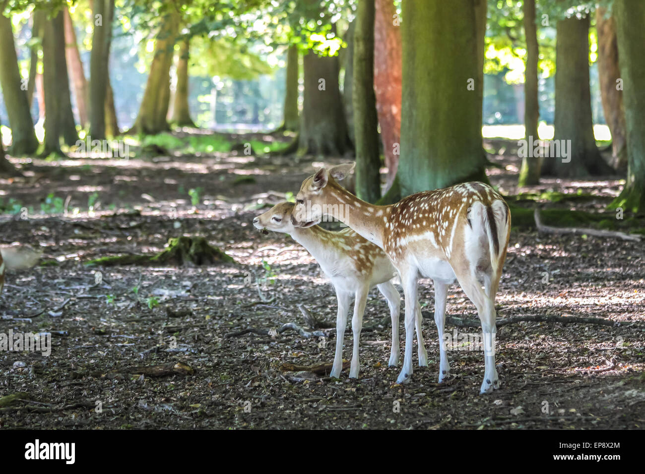Les jeunes le daim (Dama dama) dans le parc des cerfs au pavillon de chasse Niederwald Ruedesheim, dans le Rheingau, Hesse, Allemagne Banque D'Images