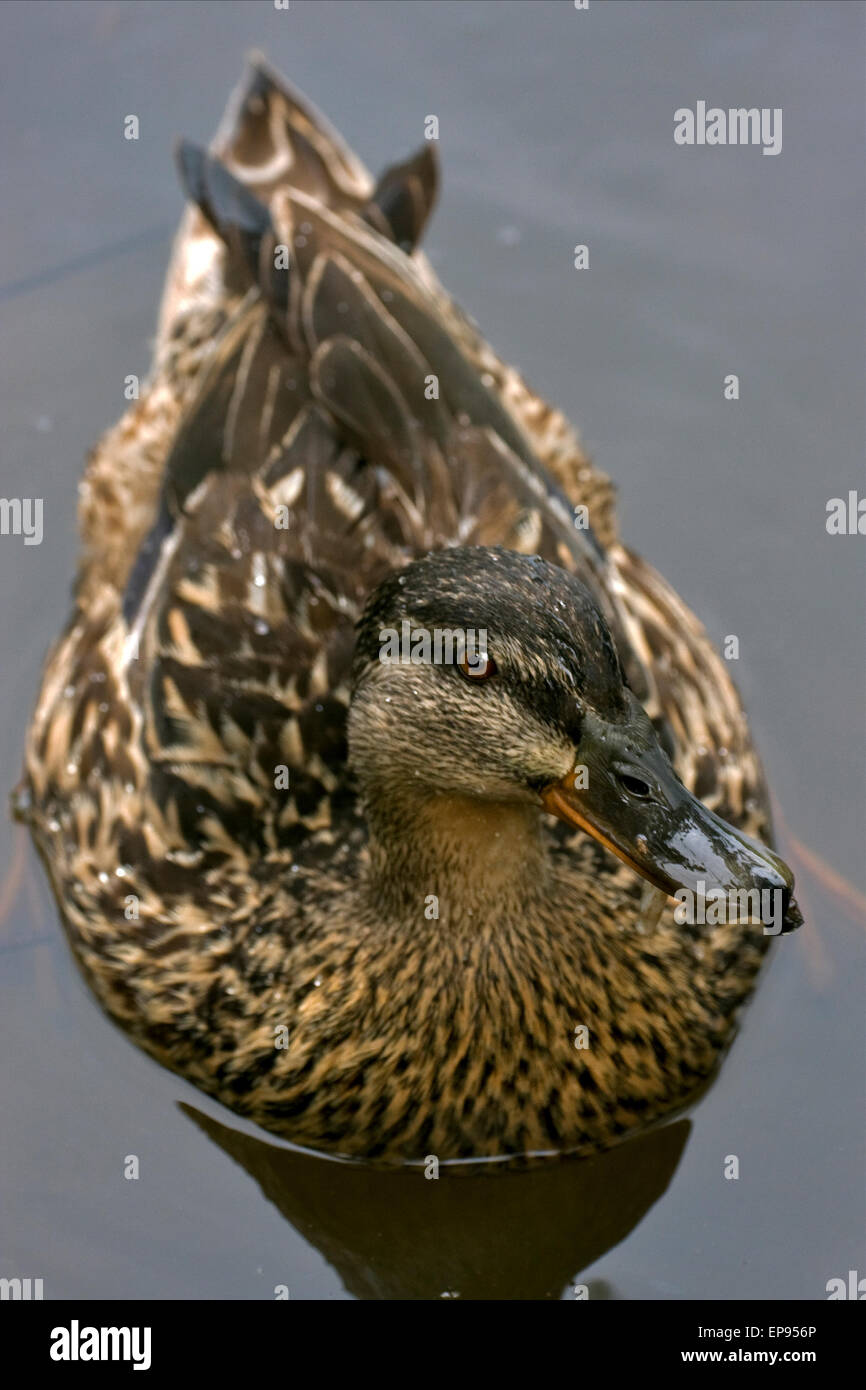 Un canard marron dans le lac gris Banque D'Images
