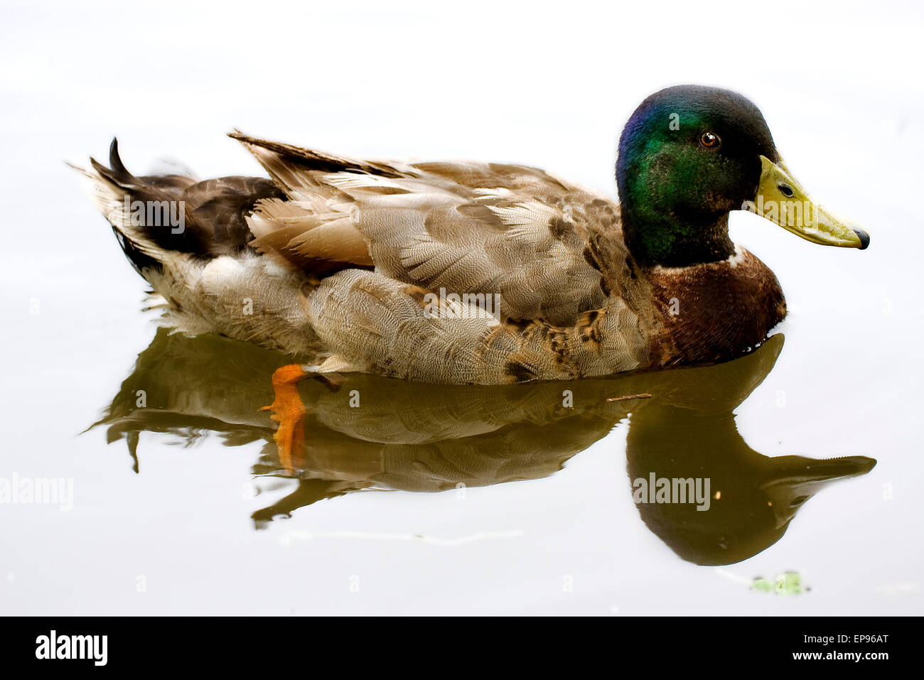 Un réflexe du canard dans un lac Banque D'Images
