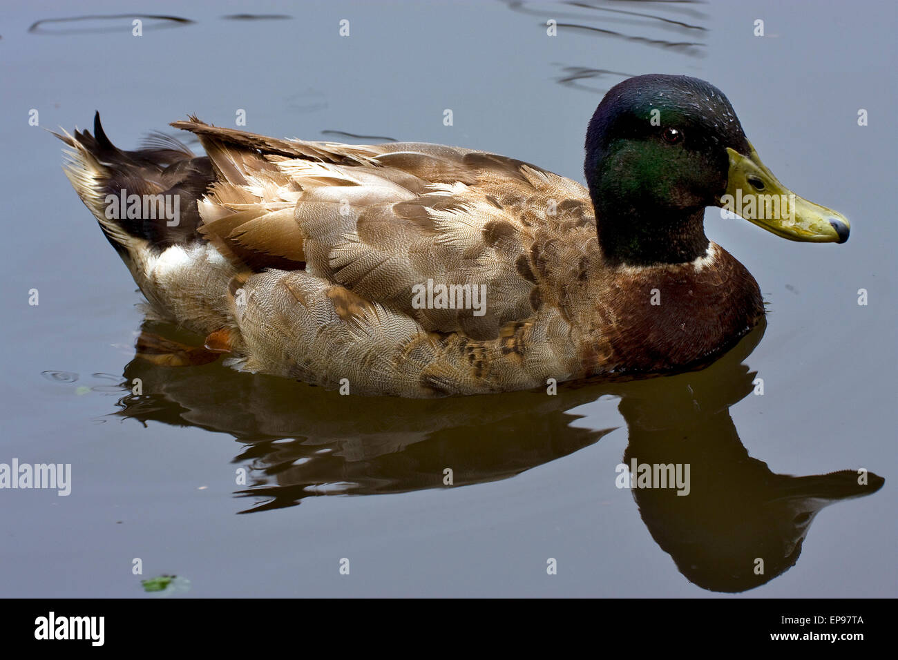 Reflex d'une femelle Canard dans un lac gris Banque D'Images