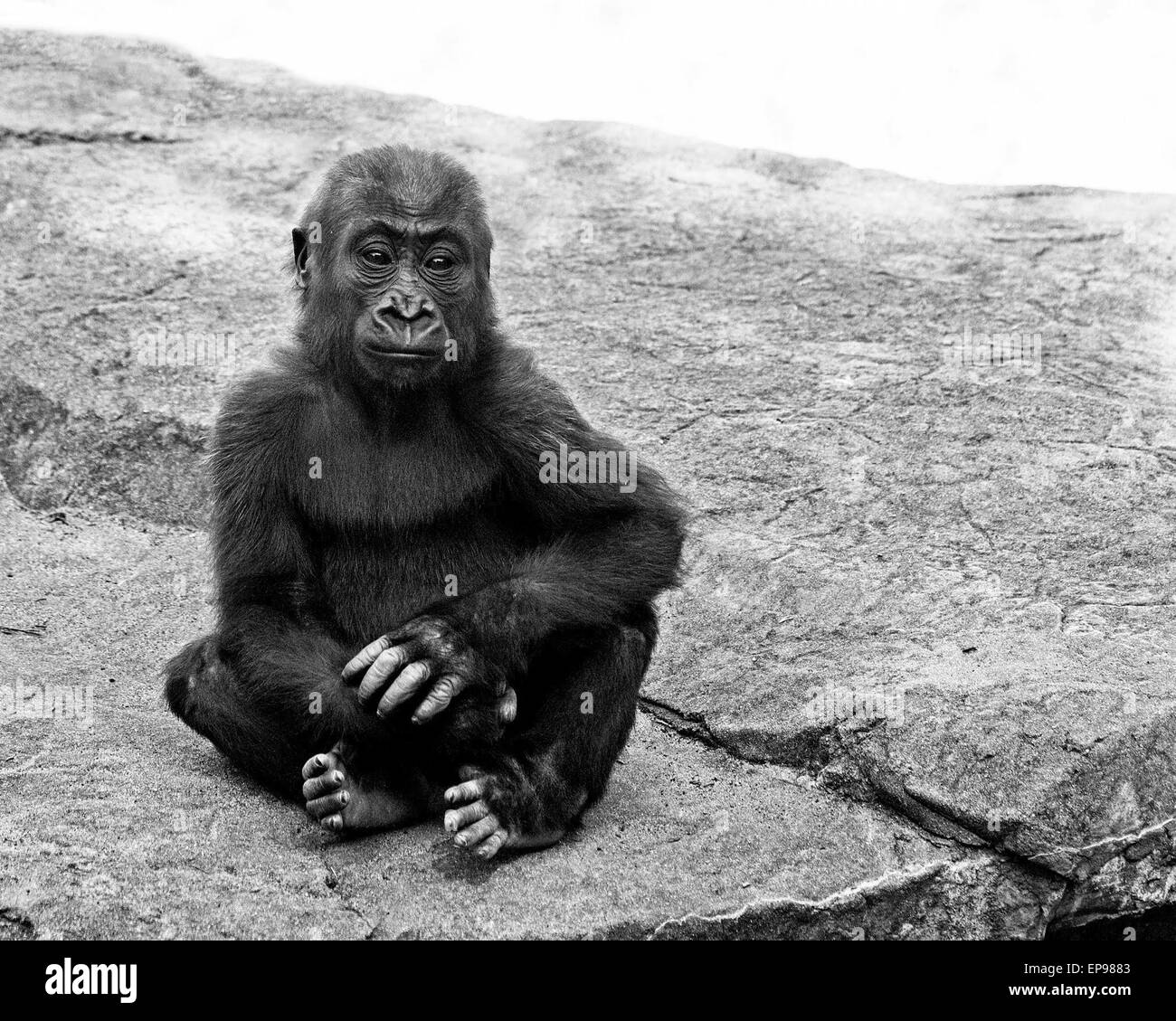 La femelle gorille de plaine de l'ouest,, est décédé dans un Kabibe tragique accident le vendredi 7 novembre (14). Le personnel du zoo sont post-soirée de clôture standard de routine de déplacement des animaux dans leurs quartiers de nuit lorsque Kabibe dardait sous une fermeture inattendue porte hydraulique. Cette assurance en cas de décès est particulièrement difficile pour le Zoo de San Francisco, les membres du personnel de primates qui ont fourni 24 heures de soins postnatals Kabibe jusqu'à ce qu'elle a été 6-mois. Ce type d'accident est extrêmement rare et le Zoo tient à assurer le public que tous les protocole de soins des animaux à l'installation est spécialement conçu Banque D'Images