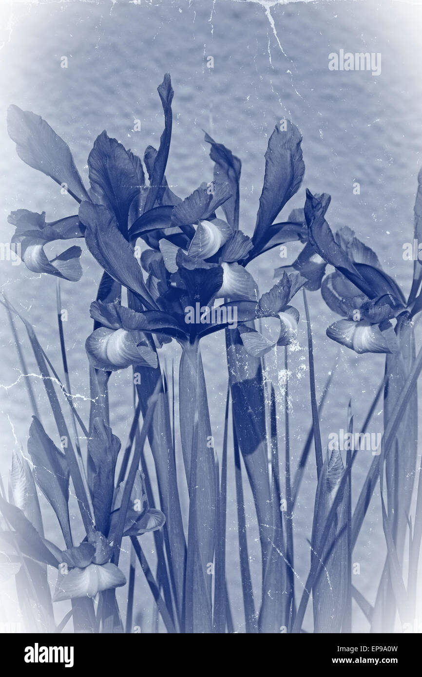 Dans les iris le soleil de l'été avec un effet cyanotype ajouté en détresse Banque D'Images