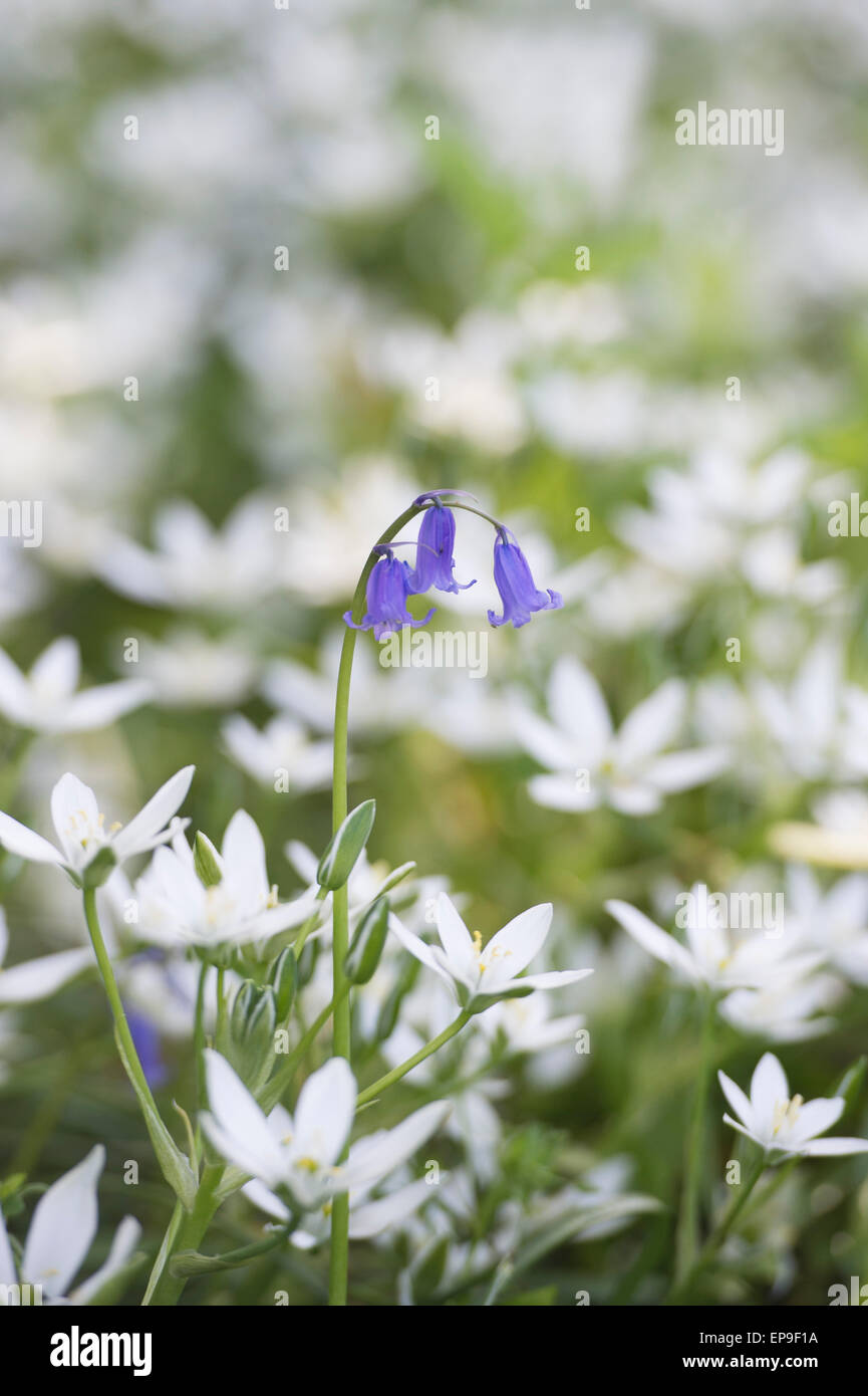Parmi les fleurs jacinthes fleurs étoile de Bethléem qui, dans un bois. UK Banque D'Images