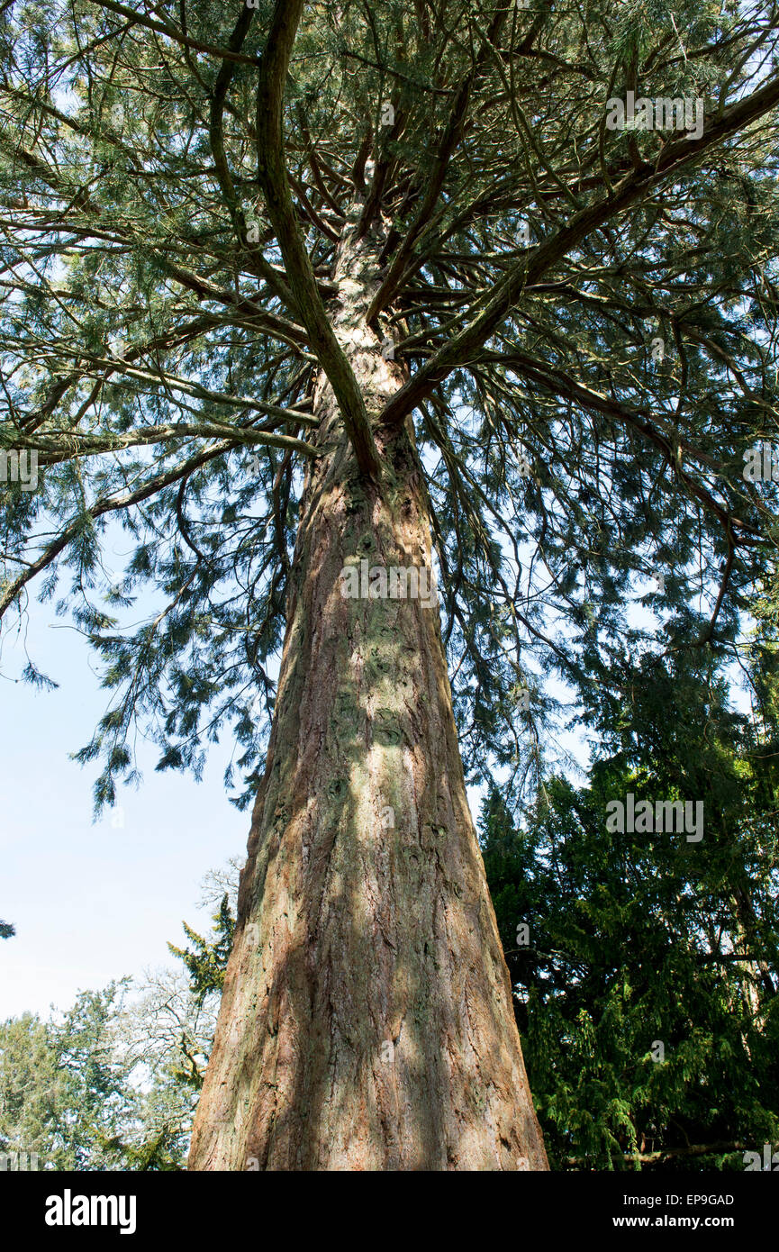 Sequoiadendron giganteum. À la recherche d'un tronc d'arbre Séquoia géant. L'Ecosse Banque D'Images