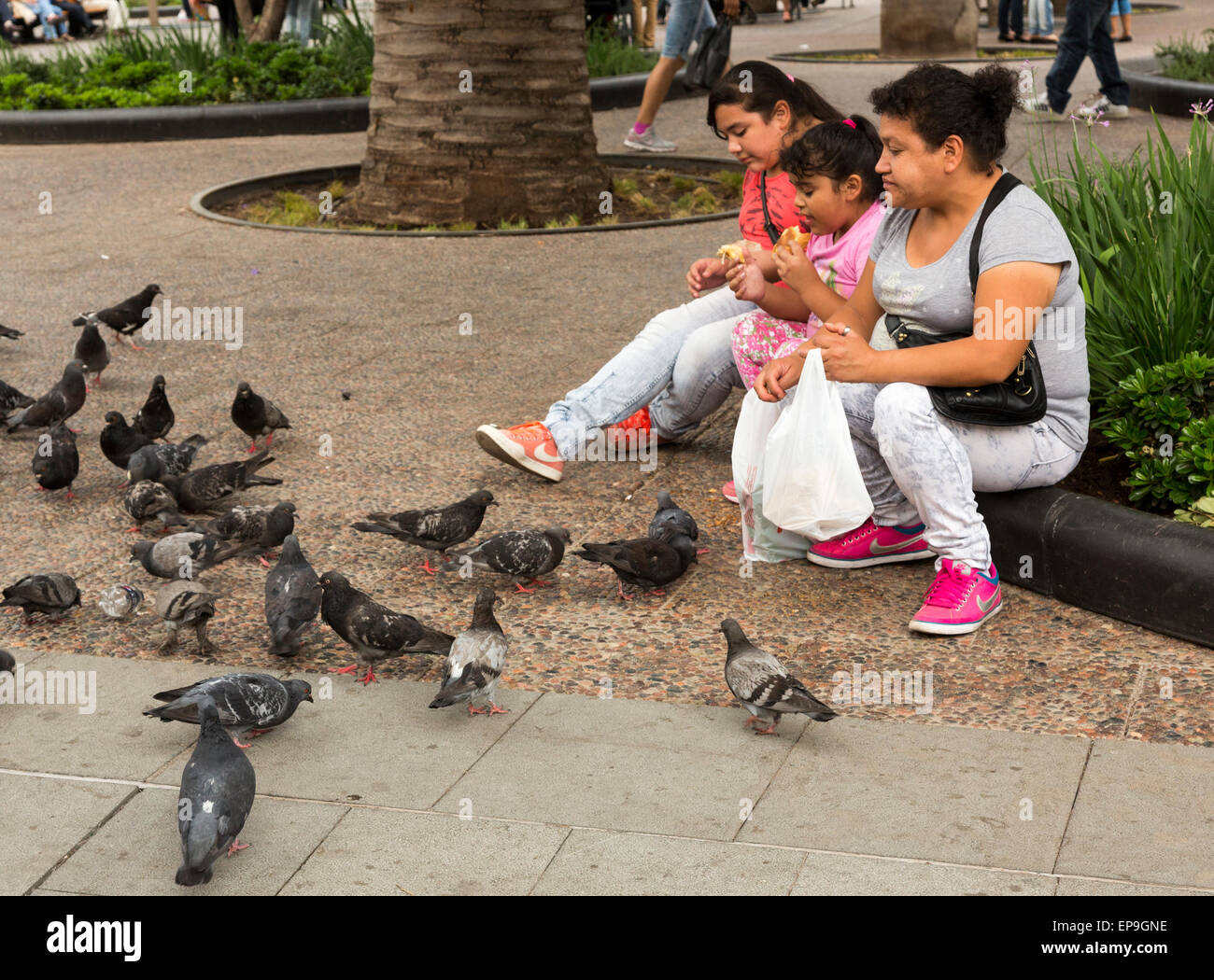 Alimentation famille pigeons, Plaza de Armas, Santiago, Chili Banque D'Images