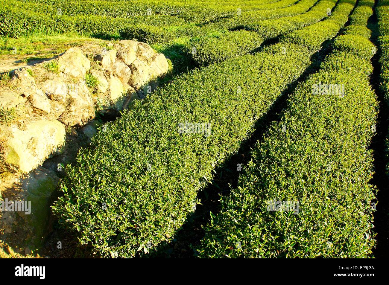 La plantation de thé à la ferme du centre de Taïwan Banque D'Images
