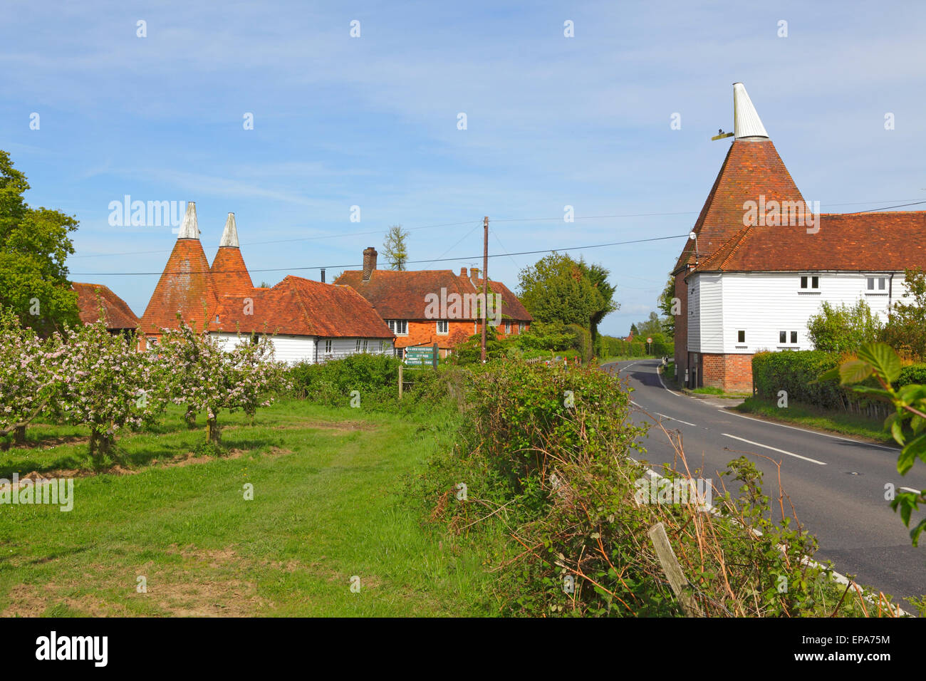 Apple Blossom et maisons Oast Kent, Angleterre, Grande-Bretagne, Royaume-Uni Banque D'Images