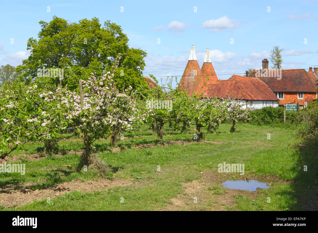 Apple Blossom et Oast Houses, campagne de printemps du Kent, Angleterre, Grande-Bretagne, Royaume-Uni. Scène traditionnelle de la campagne du Kent. Kent Oasts Banque D'Images