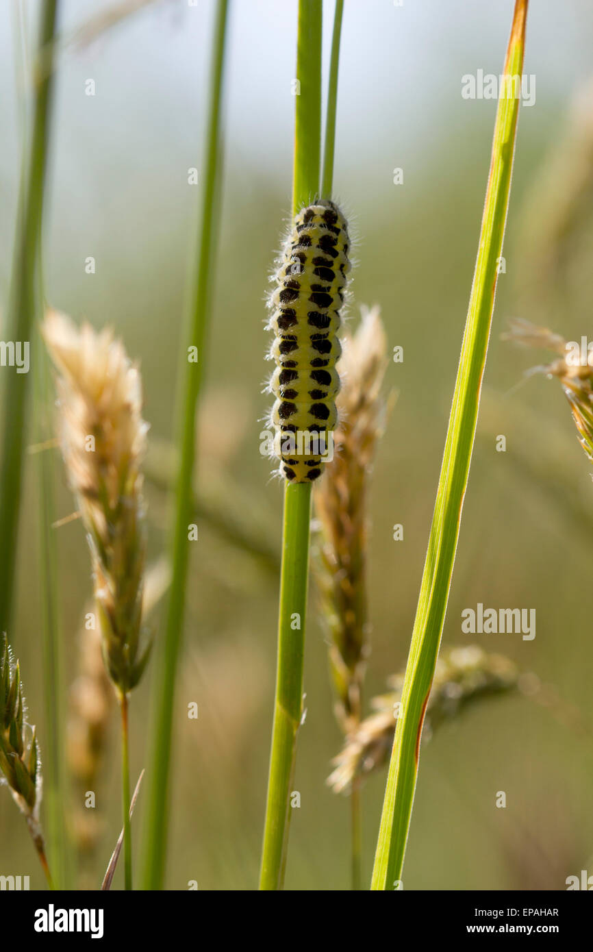 Caterpillar des cinq-spot burnet moth (Zygaena trifolii) Banque D'Images