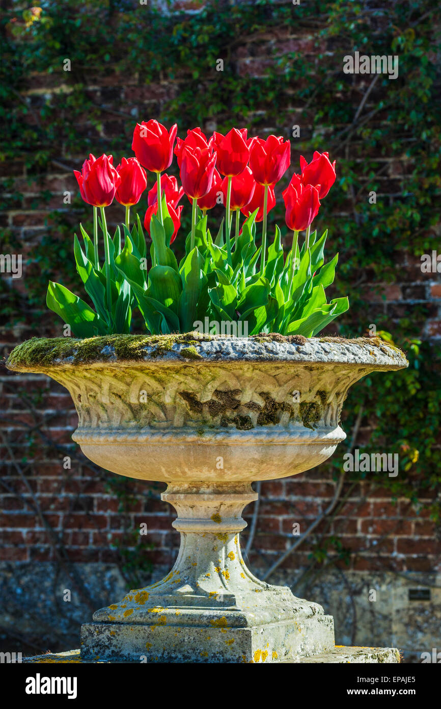 Fleur de cerisier, tulipes et jonquilles le long de la promenade dans le jardin clos privé à Bowood House dans le Wiltshire. Banque D'Images