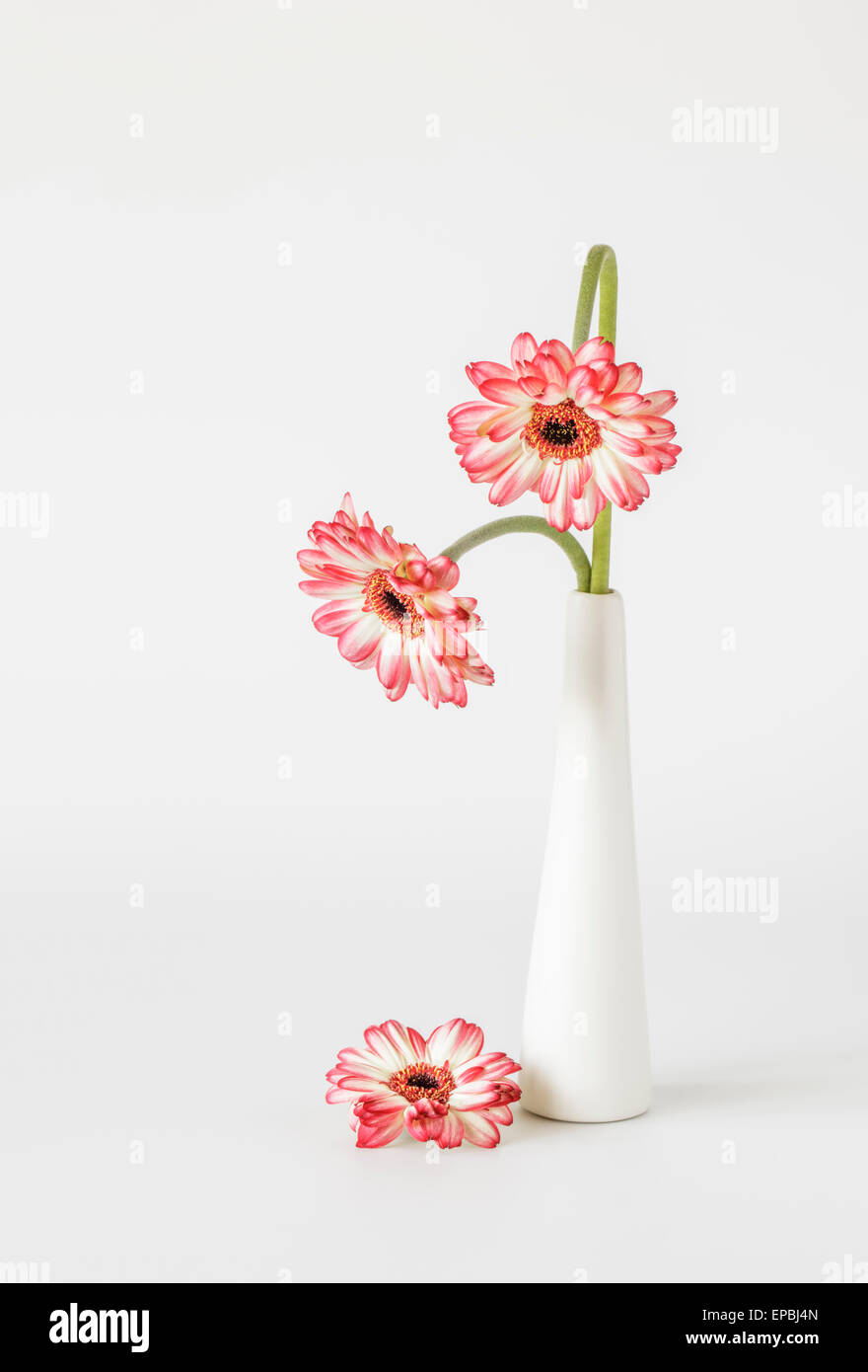 Deux Gerberas rouge blanc avec tiges d'archet dans un vase Banque D'Images