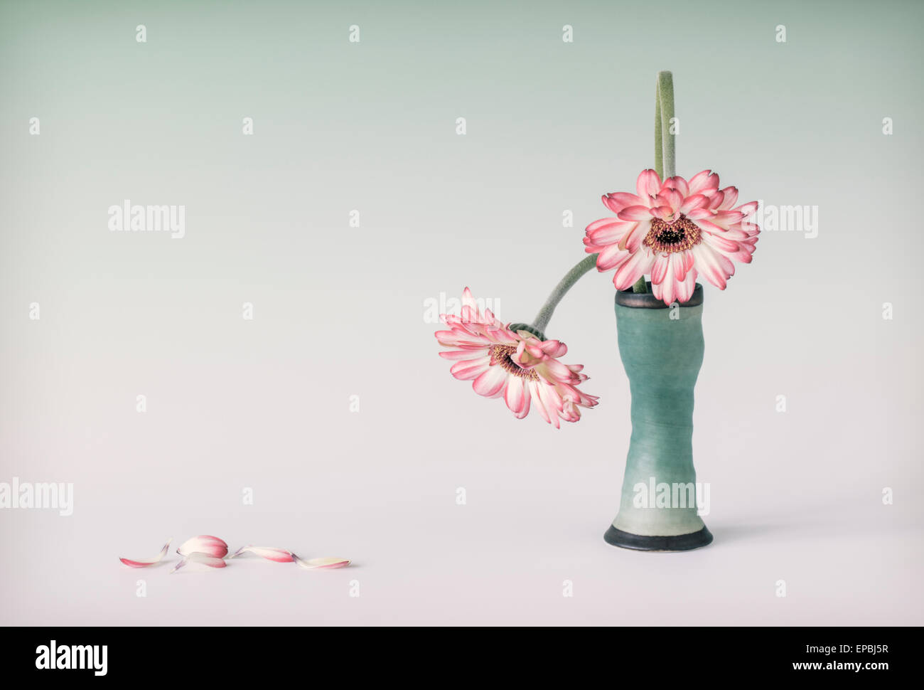 Deux Gerberas en se baissant Banque D'Images